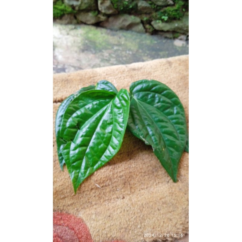 

daun sirih segar alami fres