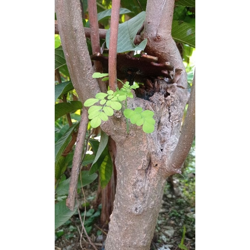 

daun kelor segar / maronggai