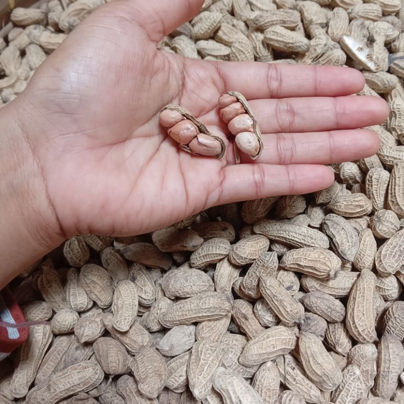 

KACANG SANGRAI BENDO GURIH 5 KG