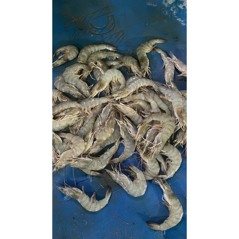 

UDANG VANAME