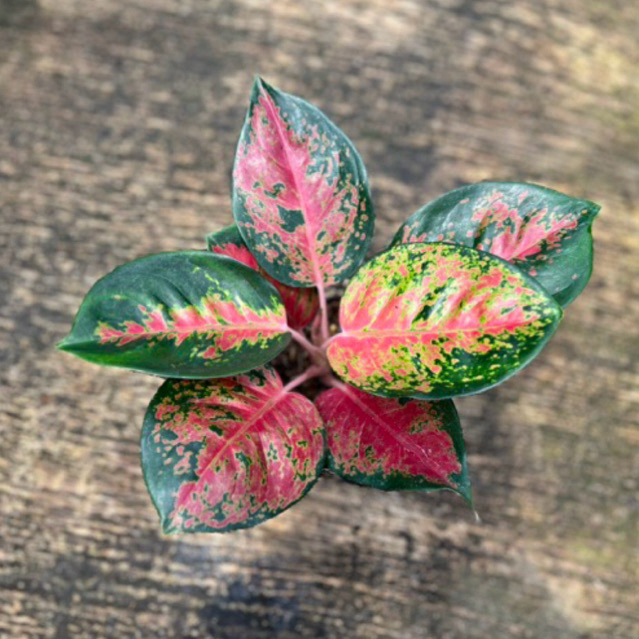 Tanaman Hias Aglaonema Kochin Brownies cantik