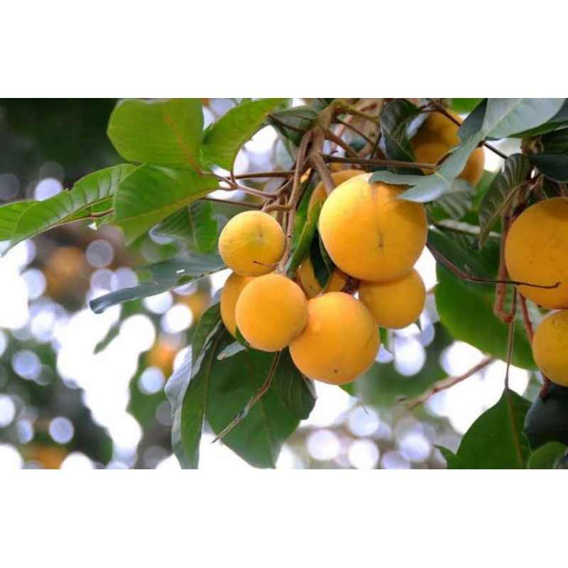 

Buah kecapi segar manis