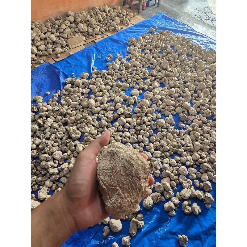 

Jamur Susu Harimau Size 50 Untuk 250 Gram. Kualitas Jamin Super