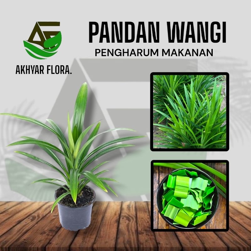 Bibit Pandan Wangi ( Pengharum Makanan dan Minuman ) Tanaman Herbal Daun Pandan