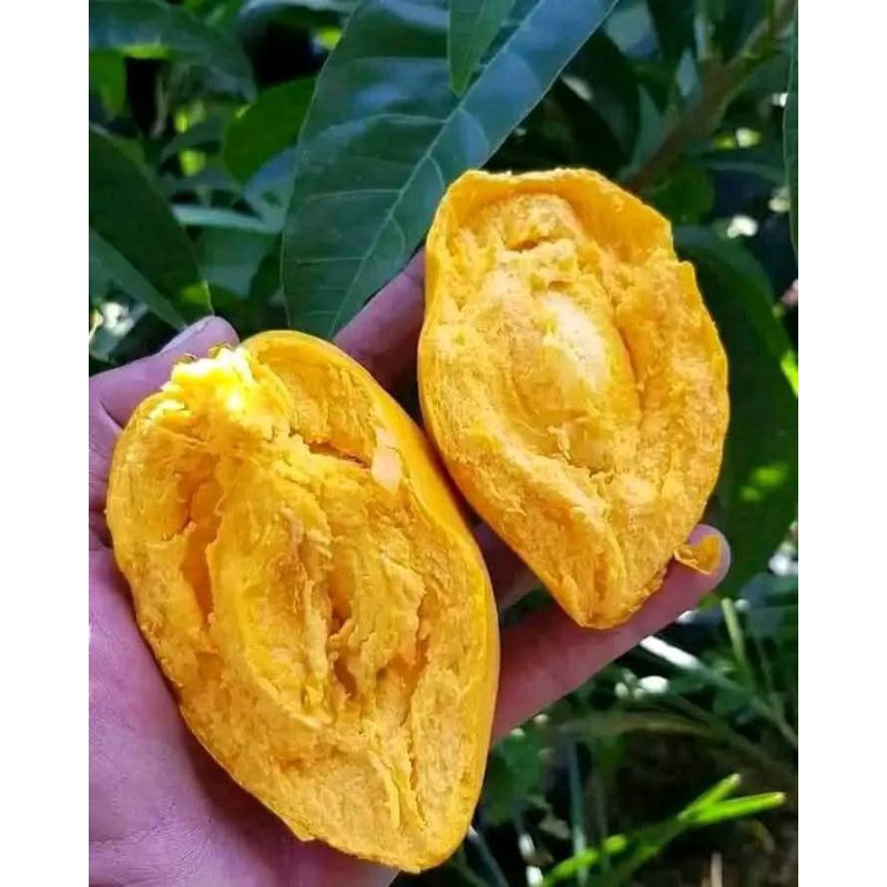 

buah alkesa atau buah jigong