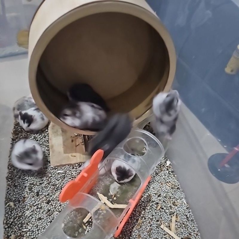 Hamster Campbell Anakan Indukan Jantan Betina