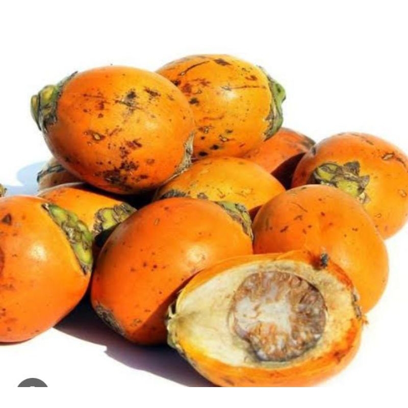 

Jambe Pinang Segar Tua 1 Kg Baru Petik Fresh Obat Herbal Tradisional Murah