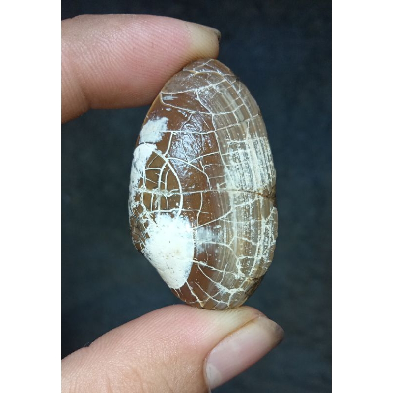 kijing buntet alami asli alam