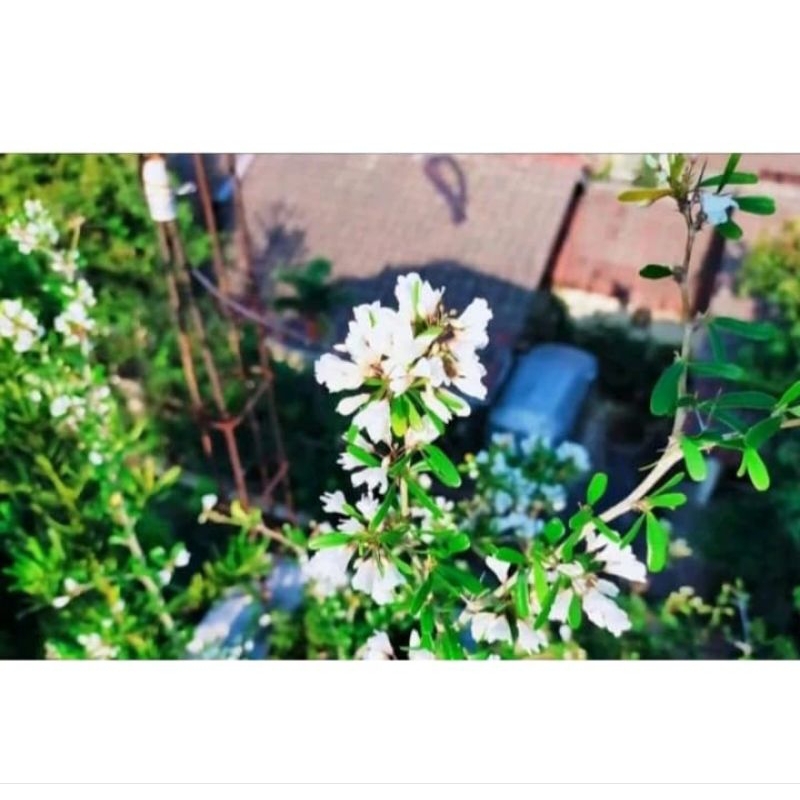 Saeng simbur mikro Vietnam bunga Putih / Desmodium putih original