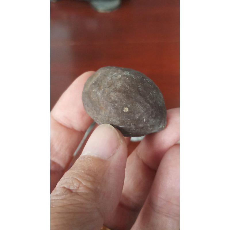 muncang adu jawa marjudi