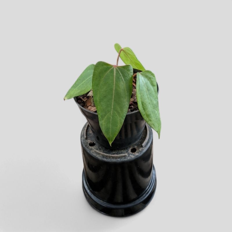 Tanaman hias Anthurium papilaminum red stem X velvet moira selected ( real pick )