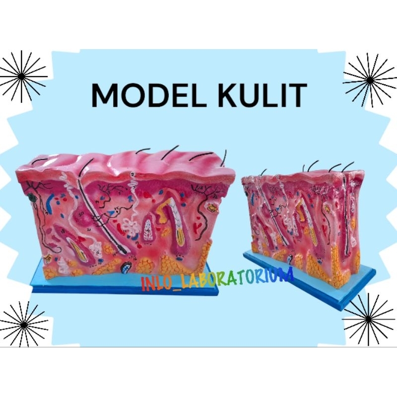 

Model Kulit/Alat Peraga Pendidikan Model Kulit/Figur Kulit