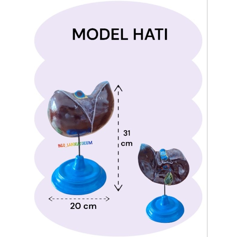 

Model Hati/Alat Peraga Pendidikan Model Hati/Figur Hati