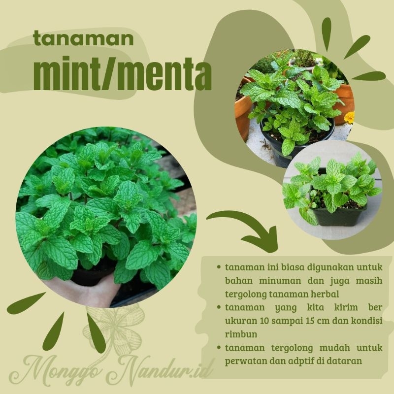 tanaman daun MINT/MENTA/PO'O biasa digunakan untuk minuman