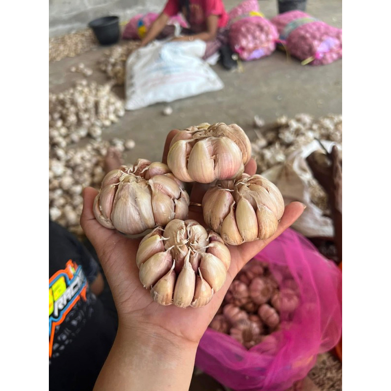 

Bawang Putih
