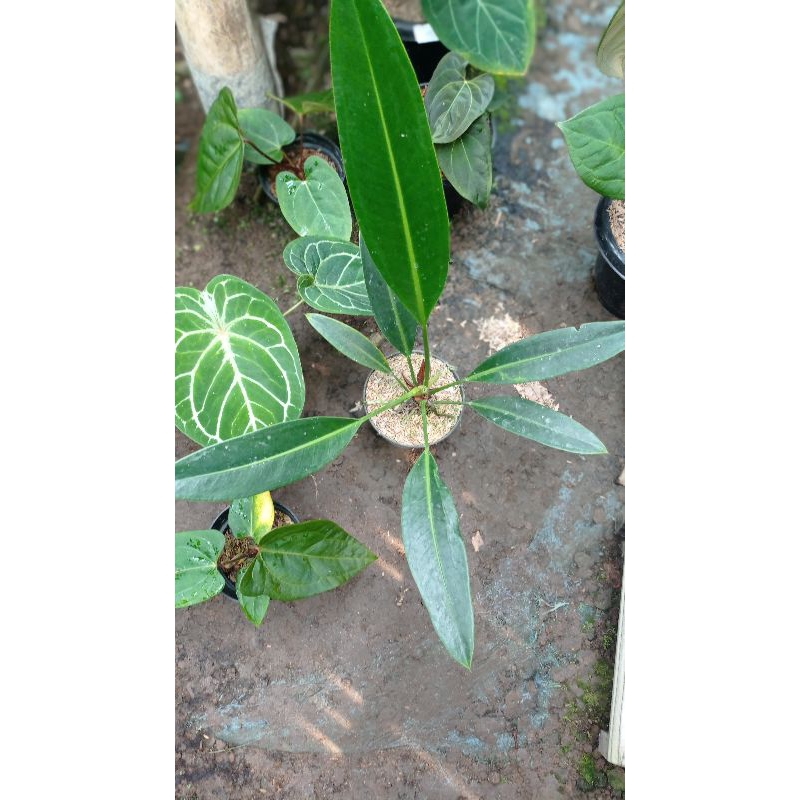 tanaman hias anthurium golok
