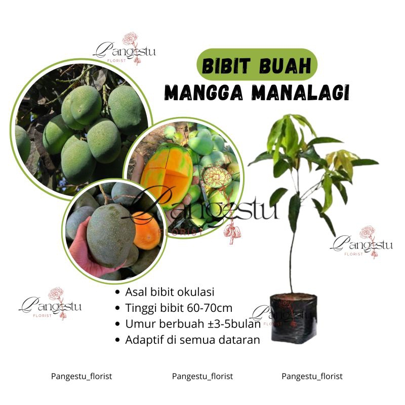 

Bibit Tanaman Buah Mangga Manalagi