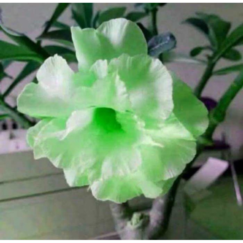 Bibit adenium kamboja jepang bunga hijau