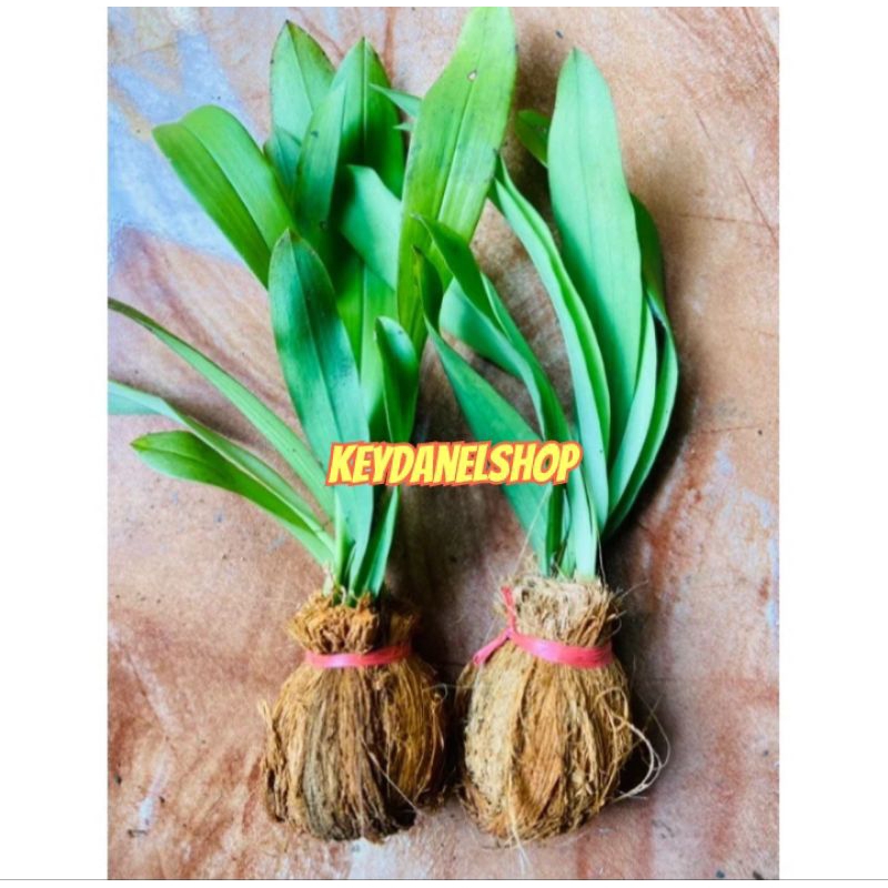 Bibit anggrek hutan liar isi 2bibit super