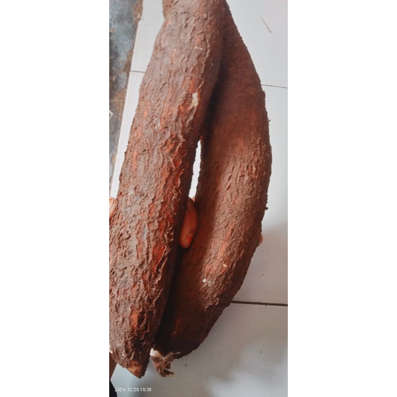 

singkong fresh dadakan 500 grm