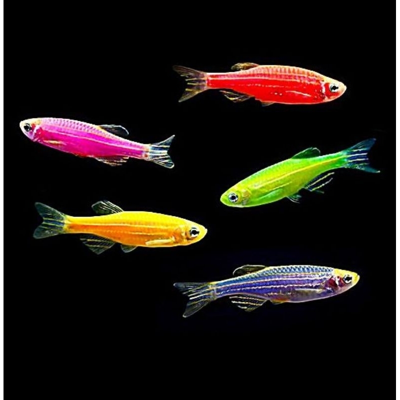 Ikan Hias Zebra Danio Ikan Danio Pink Danio Yellow Danio Green Danio Hijau Pink Kuning Ikan Zebra Sc