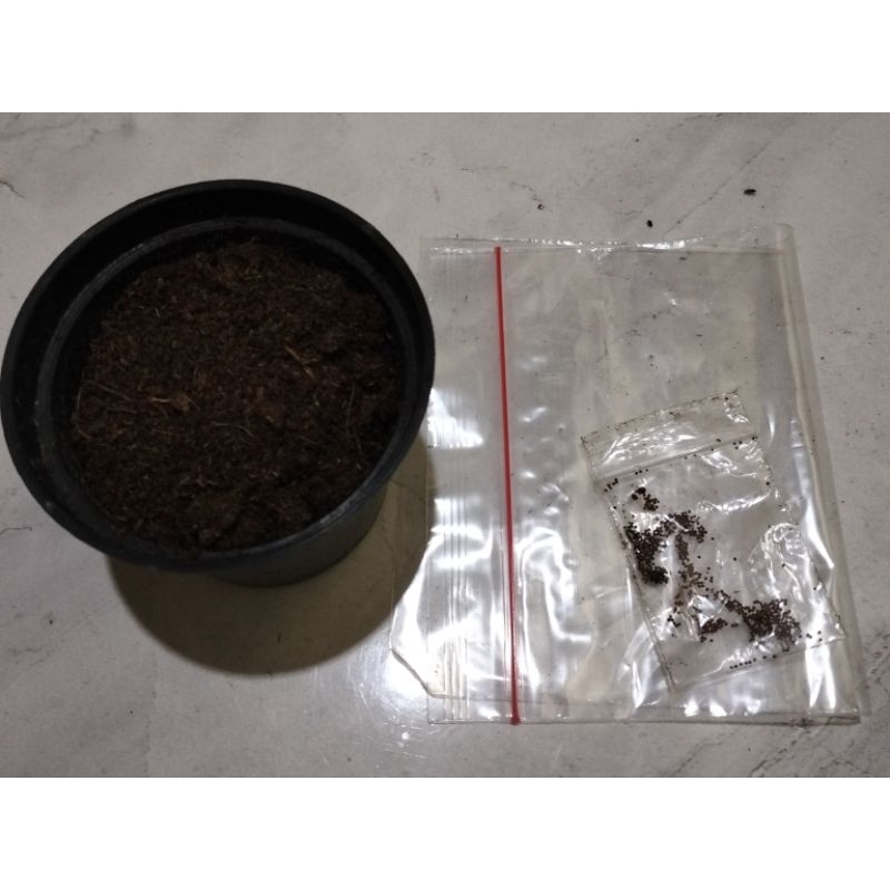 paket semai biji kaktus
