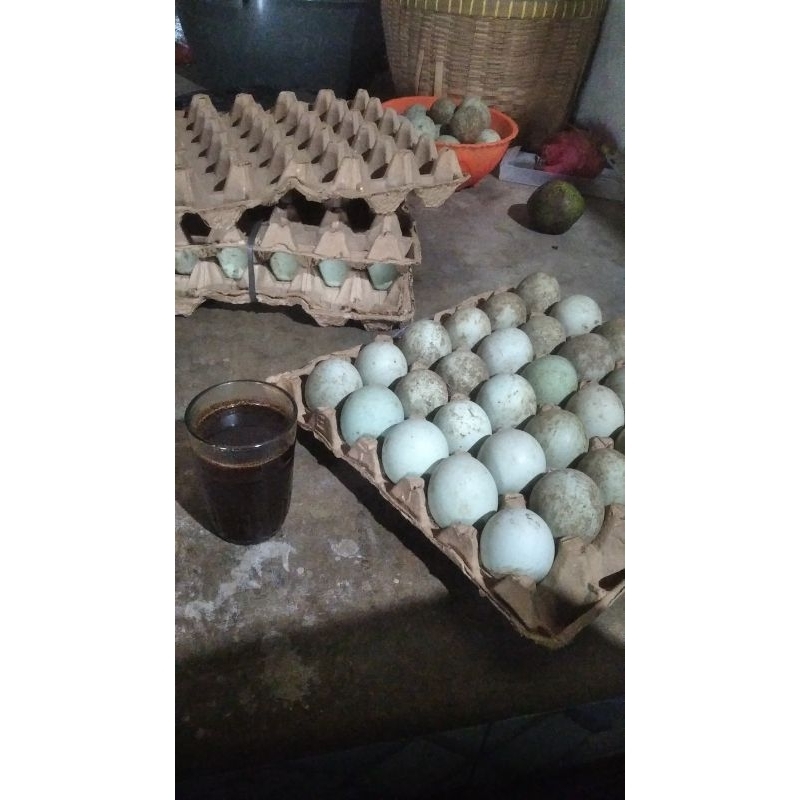 

telor bebek kandang