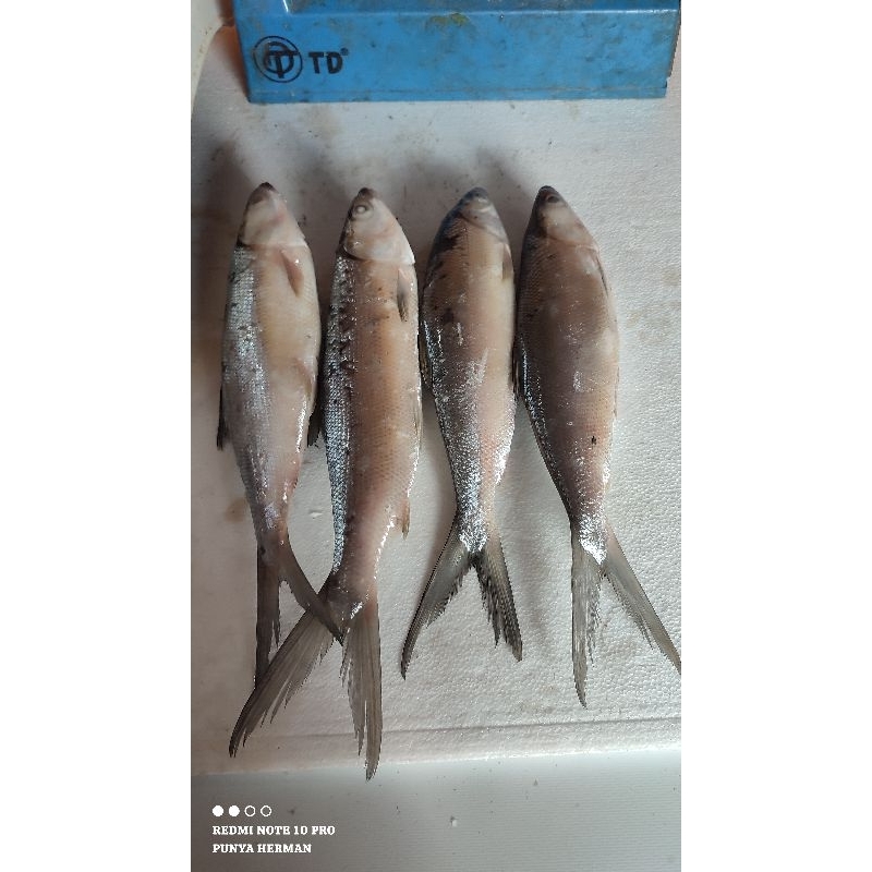 

ikan Bandeng Tarakan