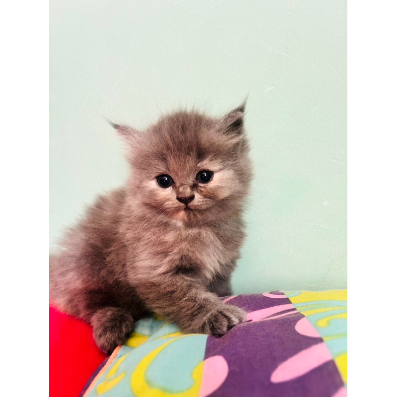 Adopsi Kucing Persia BETINA