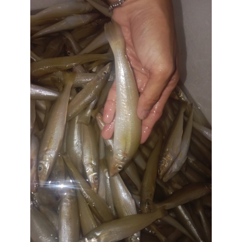 

Ikan Rejung / Kaca Piring Besar 21-26 Ekor Per/1Kg Fresh Frozen