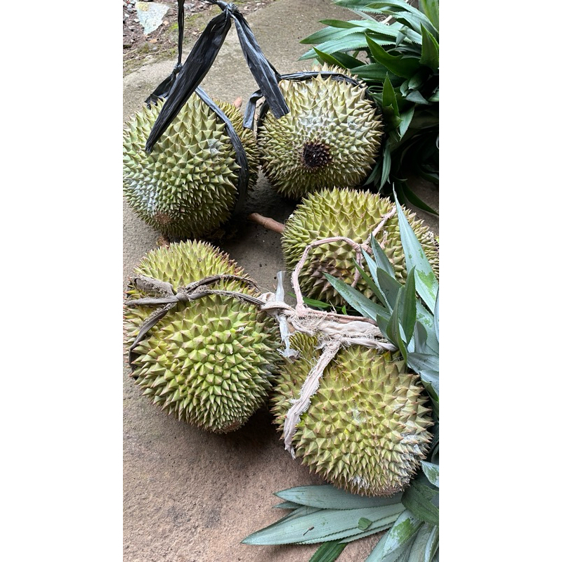 

tropica fruit manis under 5kg