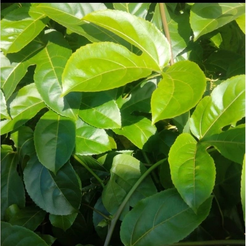 

Daun Markisa Segar Herbal Perlembar