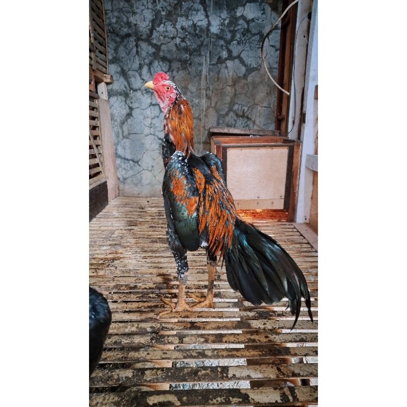 pakhoy Blackbull X Bangkok