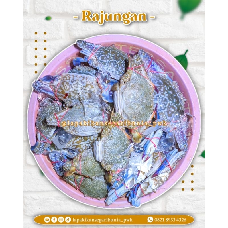 

Rajungan segar per 1kg (tangkapan harian)