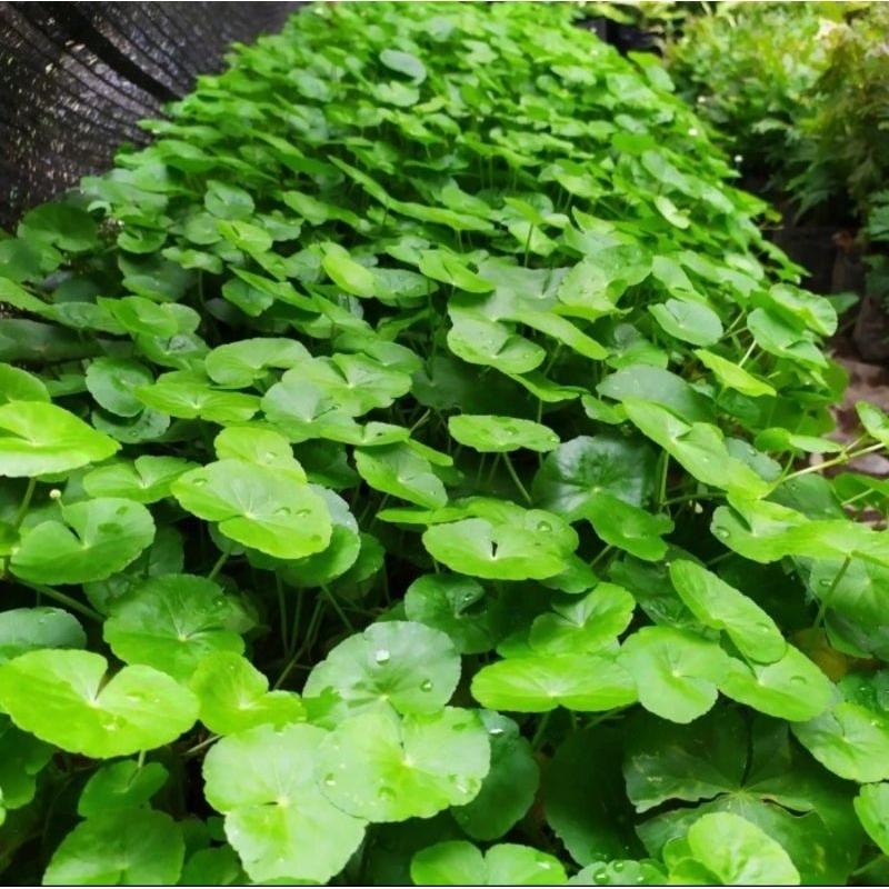 

100Gram Daun Lalapan Pegagan Segar