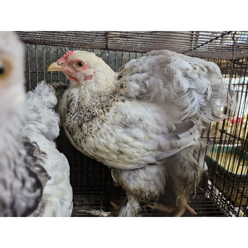 Ayam Brahma Dewasa Sepasang Murah Gratis Ongkir Bandung