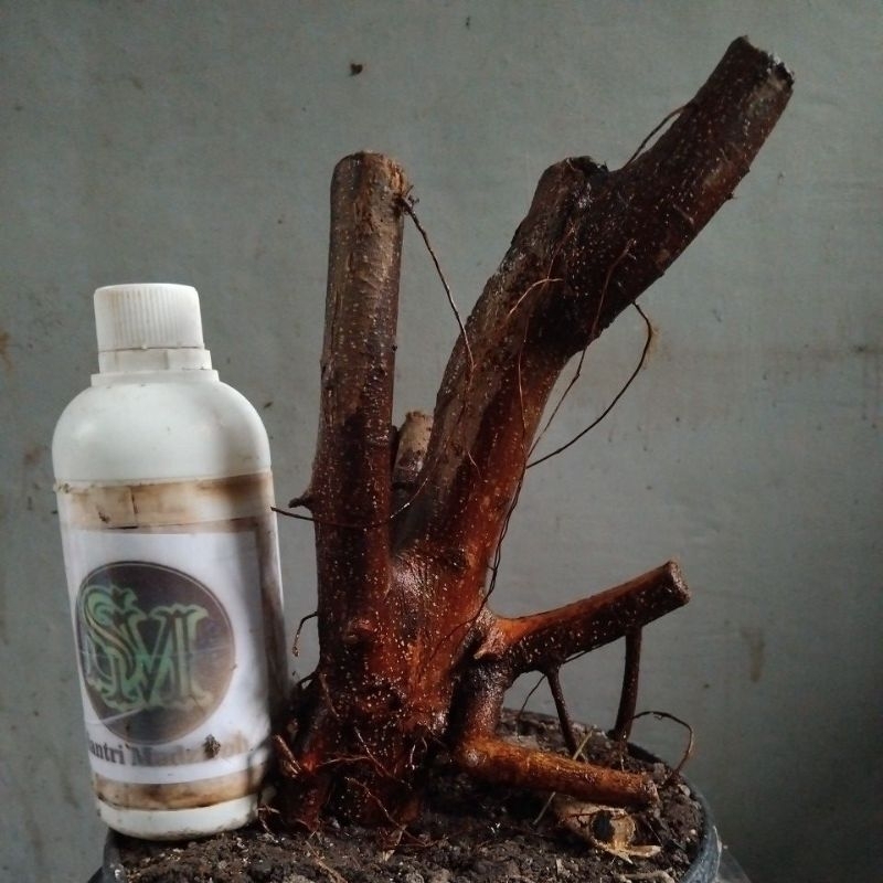 Bahan Bonsai Beringin Iprik Preh Silver Dongkelan Small size Formal  The Maxx 30 cm real pick