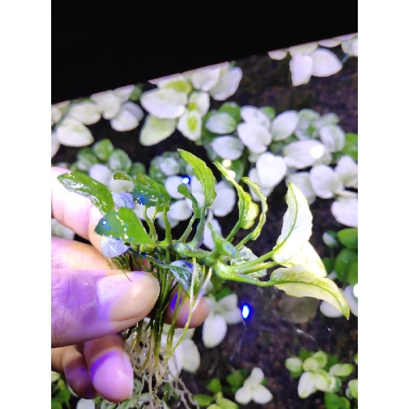 Anubias Pinto Remaja Aquascape bukan Nana / Panda