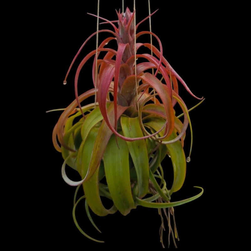 tillandsia eric knobloch airplant tanaman udara unik epifit