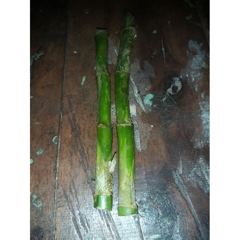 bibit bambu hoki,bambu hokki tanaman hias aquarium