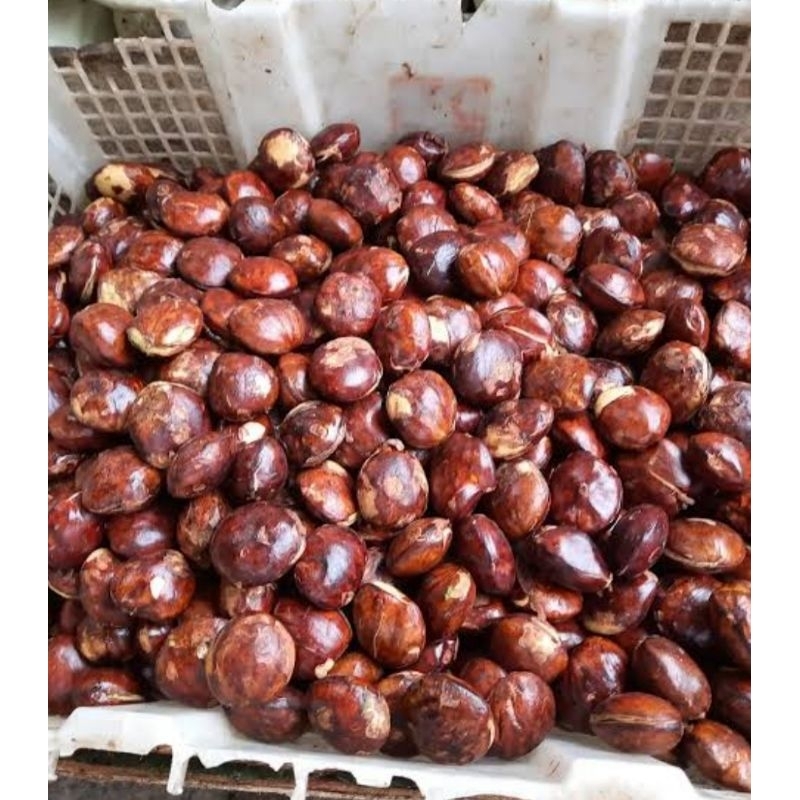 

JENGKOL TUA 1 KG
