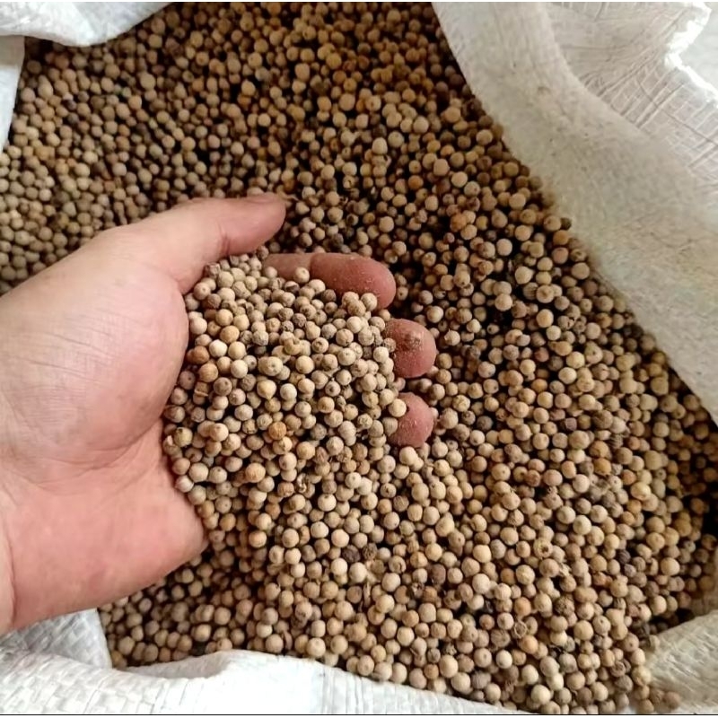 

100gr Biji Lada Putih Bulat Utuh / Whole White Pepper / Rempah / 100℅ PREMIUM QUALITY