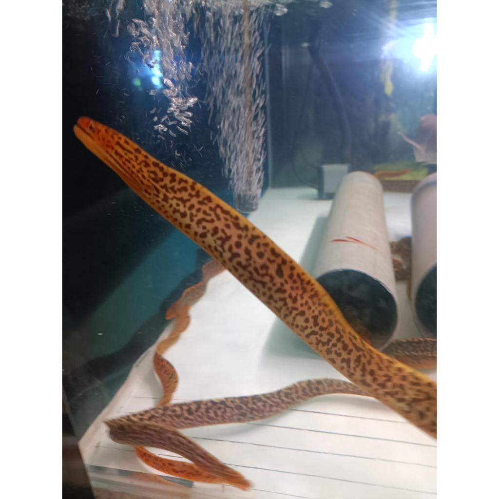 

Extra Packaging Tiger Moray Eel / Selendang / Lendang