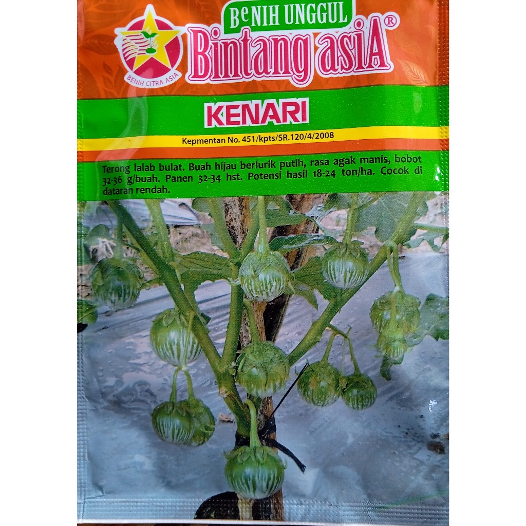 Terong Lalap Kenari Bintang Asia