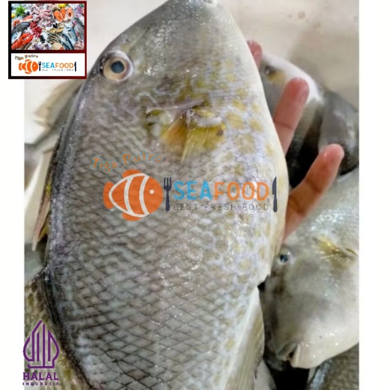 

seafood fresh
