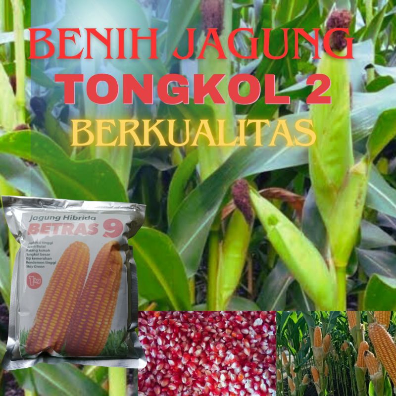BIBIT BENIH JAGUNG 2 TONGKOL, 1KG, KUALITAS TERBAIK