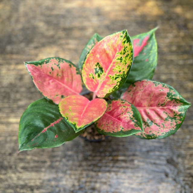 Tanaman Hias Aglaonema Kochin Brownies cantik
