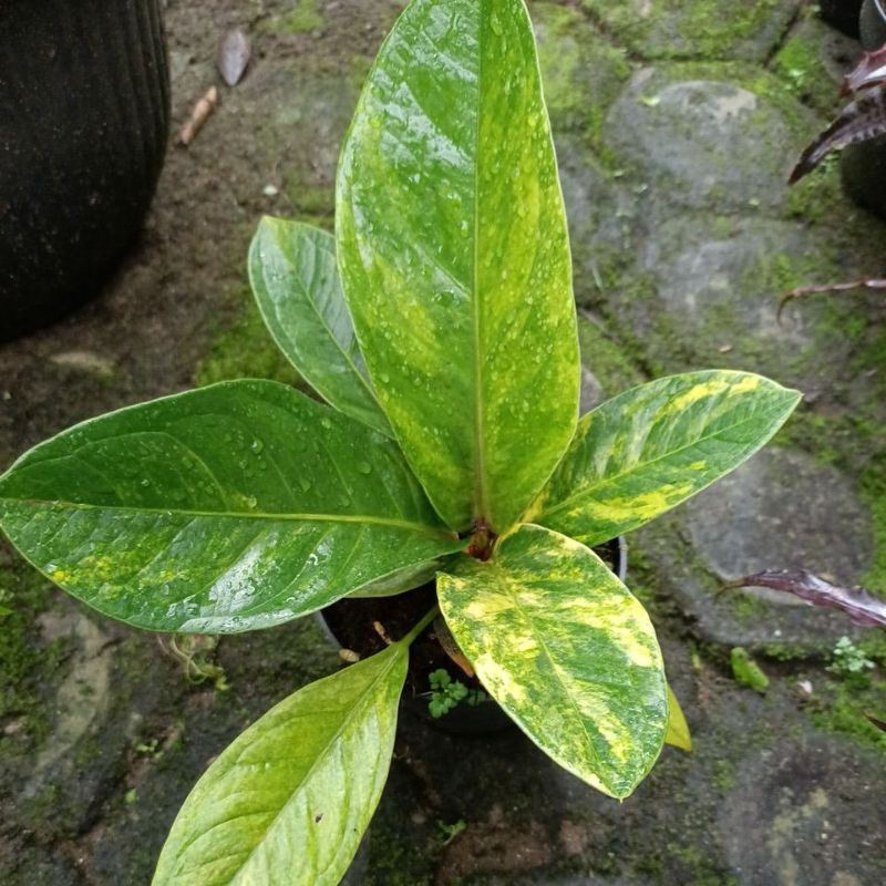 Anturium jemani varigata