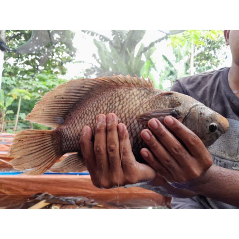 

ikan gurame konsumsi hidup segar 500gr - 1kg