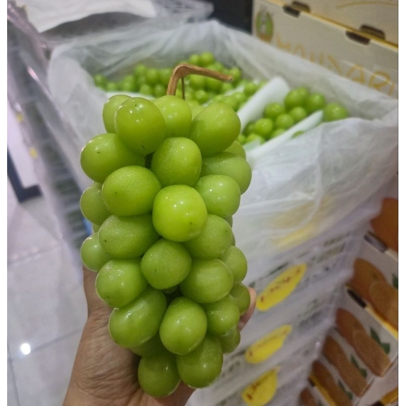 

Anggur Hijau muscat